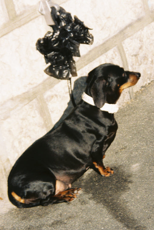 Dog and black ribbon
